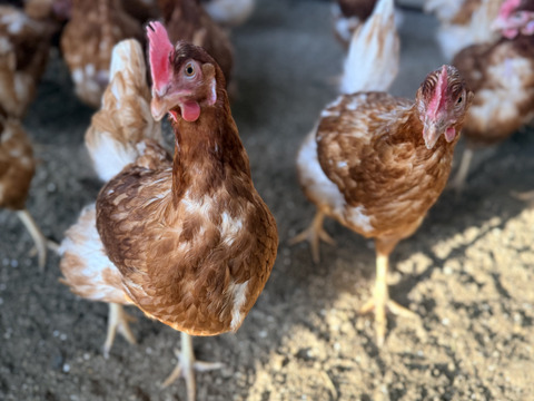 【採れたて新鮮たまご】平飼い養鶏卵『Bon-TAMA』M~Lサイズ・20個入り