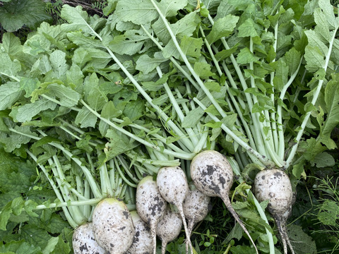 カラダが喜ぶ!!旬のお野菜セット11~15種類【おまかせ100】