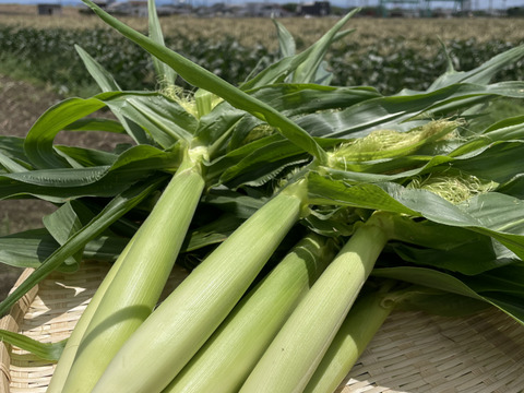 ホワイトショコラベイビーコーン50本セット🌽