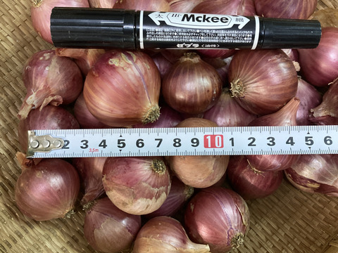 ハーブのおまけ付き！【赤玉ねぎ/紫玉ねぎ約1㎏】【ピクルスセット】【10箱限定】　＃栽培期間中農薬・化学肥料不使用