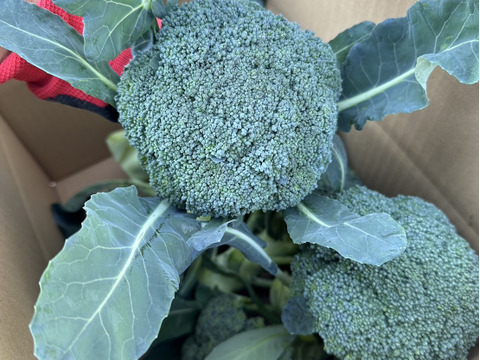 栄養満点！ブロッコリーとビーツのスーパーフードセット