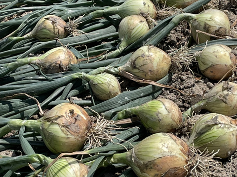 新玉ねぎ（七宝早生）