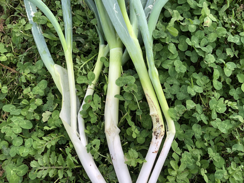 【強風被害50％OFF】【農薬・化学肥料不使用栽培】青森県産　たおれネギ　2ｋｇ（太さ不揃い約20本）