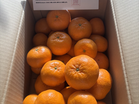 5kg【高級品種】実がプリッとコクのある！西南のひかり