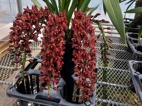 【花芽付きシンビジウム】ハチさんを誘引する蘭〝フォアゴットンフルーツ〟