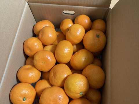 【予約でほぼ売り切れる】美味しいみかん！「段畑みかん」箱込み5キロ