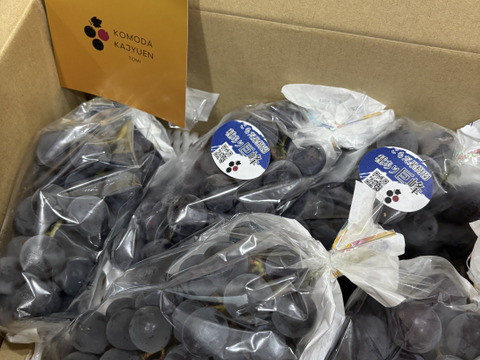 甘さとコクの極み！種あり巨峰2kg(5-8房)長野県認証/特別栽培同基準（信州の環境にやさしい農産物認証50）