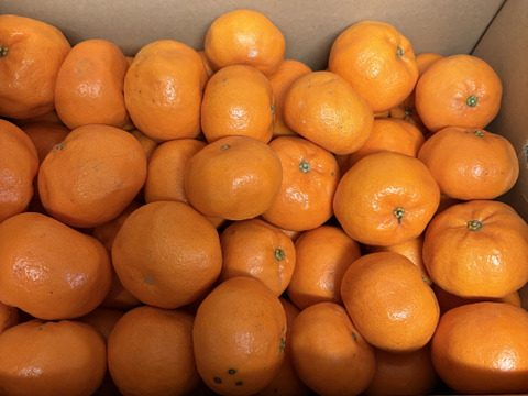 【新品種】「あおぽんミカン」5㎏。サイズ混合。