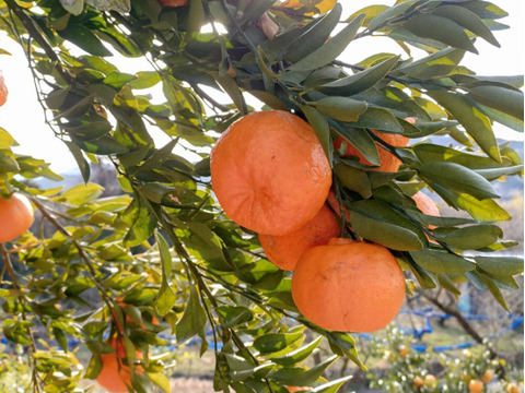 ビタミンCたっぷり　ポンカン　2キロ(箱込み）和歌山県産