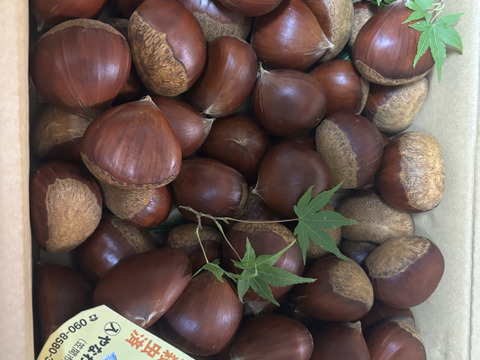 価格据え置き】笠間の栗4Lサイズ×2kg（温湯殺虫済み）：茨城県産の