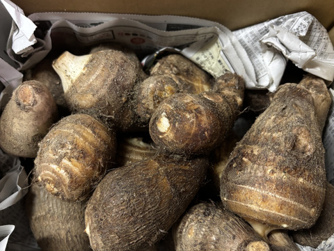 【野菜ソムリエサミット金賞受賞】絶品！とろける里芋【とろまろ】1.8kg土付き