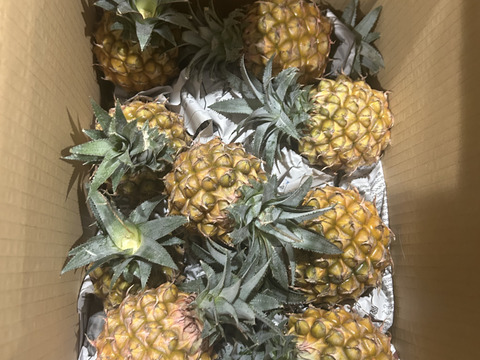 お買い得！石垣島産「スナックパイン」7〜8kg