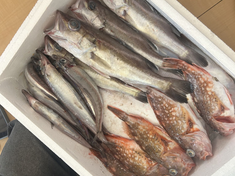 「未利用魚」えっこ船長お任せバラエティーセット(1kg)