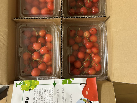 【訳あり】【即日発送】採れたて 甘い さくらんぼ 訳あり 800g 佐藤錦  紅秀峰 秋田県産 サクランボ   家庭用  三関 パック お得 4パック入 さくらんぼ 家庭用