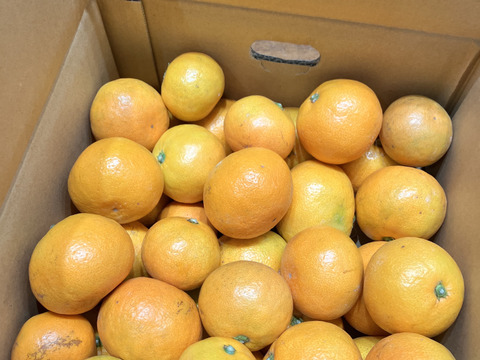 【10月中旬よりお届け】「ゆら早生」みかん　5㎏（サイズ混合）。