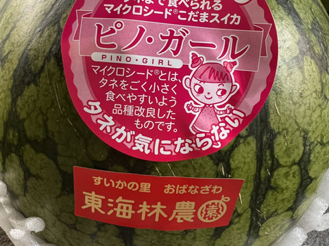 【夏ギフト】2024年予約品　
種も食べられちゃうすいか🍉
ピノ・ガール　秀品１個入り１箱