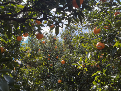 樹上熟成！広島県産 ｢せとか｣ 10kg （家庭用）