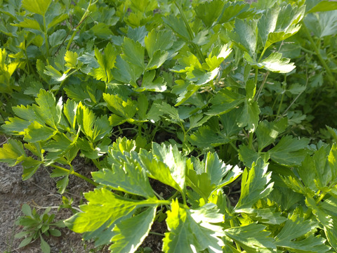 【まとめ買い用（チルド）】セロリ🌿スープセロリ🌿５本（５苗）🌿香り良いセロリ