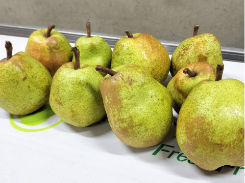 訳あり　山形県産ラフランス　ご家庭用　5㎏