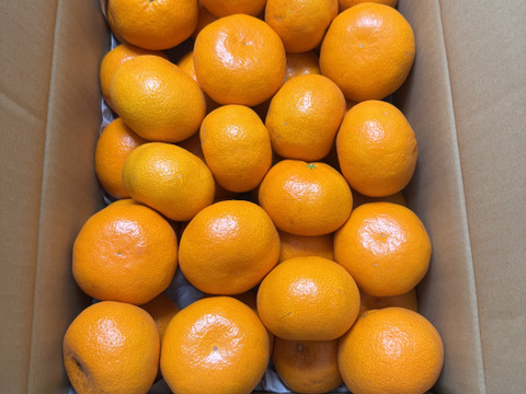 お正月も届く！M～Lサイズ5kg:とみ子ばぁばの有田みかん糖度12度以上/和歌山県有田産