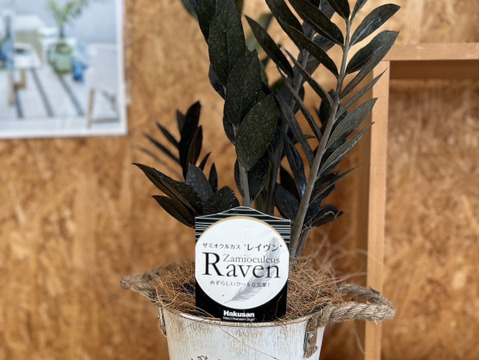 【希少品種！】ザミオクルカス・レイヴン　ブリキ５号（選べるブリキ鉢）