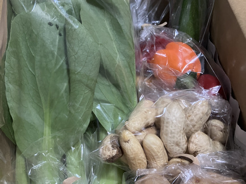 Sサイズ ＊旬野菜セット(約6~7品)【農薬：栽培期間中不使用】