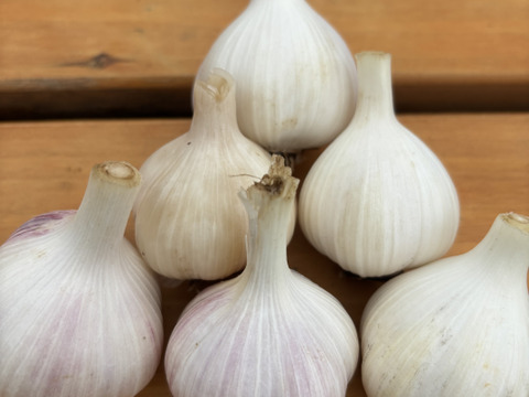 自然栽培 丹沢山麓の固定種・在来種野菜Sセット 4品種　農薬・化学肥料・動物性肥料は一切不使用  菌ちゃん農法