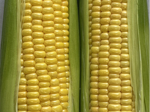 【感謝価格】おおもの5kg　糖度20度前後にもなる激甘スーパースイートコーン！！