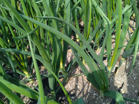 柔らかくてみずみずしい　中生種タマネギ【ターザン】箱込み5キロ