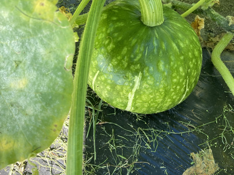 『甘み濃厚栗カボチャ』ブラックのジョー小さめ３玉