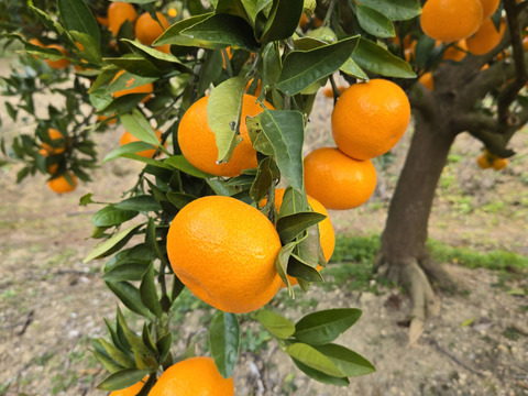 ★秀品！！　石地みかん　10kg　香川県産