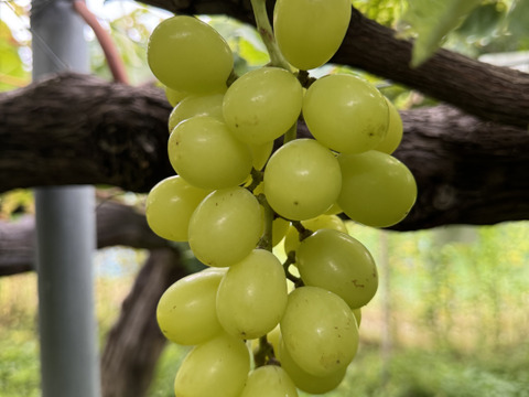 【大好評】【クール便】とっても甘くてジューシーなシャインマスカット！
【ご家庭用】 ２㎏以上
S-k2