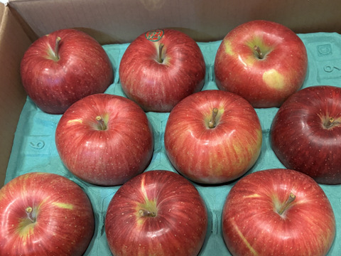 サクッと甘い！シナノスイート　青森県産りんご（8個～12個）