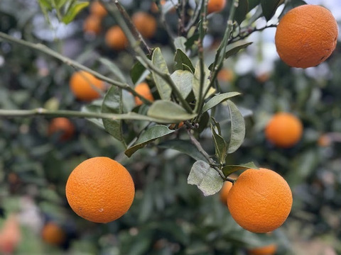 鹿児島県産　早摘みオレンジ！２ｋｇ