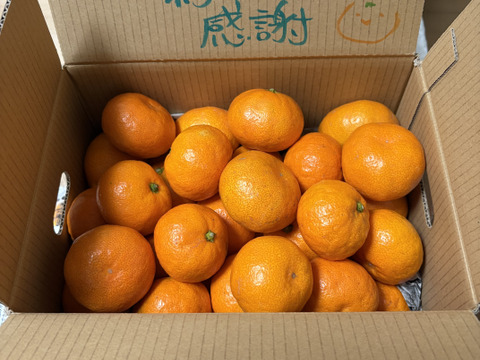 【感動のみかん】S～Mサイズ3kg とみ子ばぁばの宮川早生みかん糖度12度以上/有田産