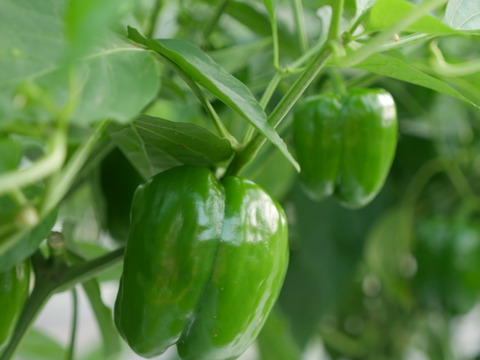 但馬の旬をお届け！採れたて野菜セットL【9〜10種類】(100サイズ)