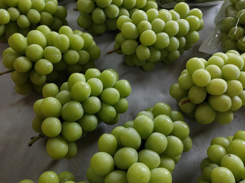 【冬ギフト】樹上完熟シャインマスカット1.8㎏以上（家庭用）