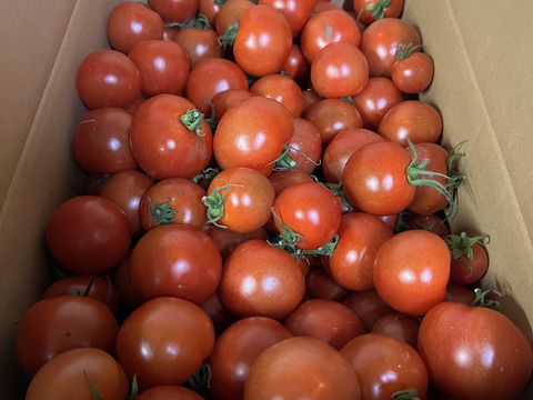 宮城県石巻産フルティカ★ミディトマト1kg