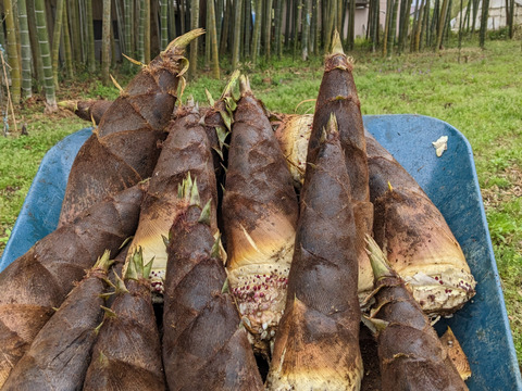 朝採り茹で『筍』１.２kg！丸ごと複数本パック詰！風味豊か絶品の旨さ、アク抜き済