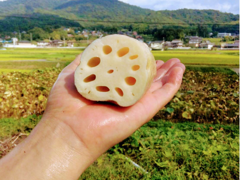 【冬の根菜5点セット】農薬化学肥料不使用！「れんこん800g」「源助大根1本」「あやめ雪かぶ3個」「赤土ごぼう350g」「ちはま五寸にんじん1kg」