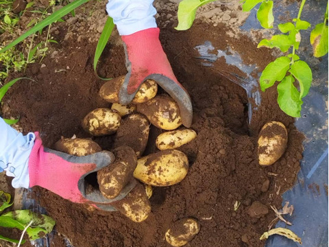 寄居発 採れたてじゃが芋メークイン5kg