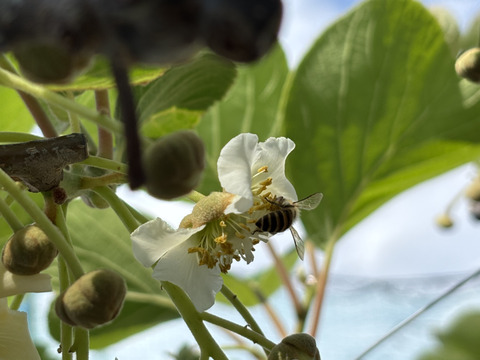 R8.みつばちからの夏の贈りもの西洋蜜蜂の夏蜜 大阪産 キウイ畑の生