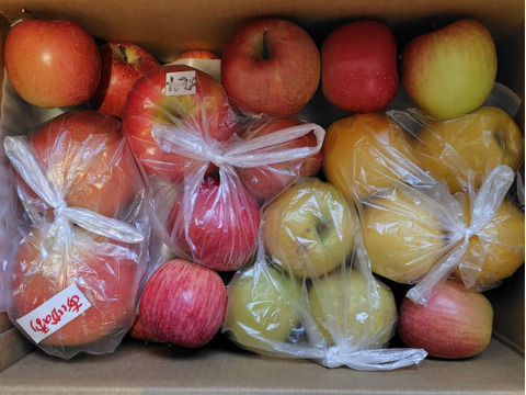 今季最終プライスダウン加工用シワシワりんごも入ります🍎10㌔サンふじ大玉中玉