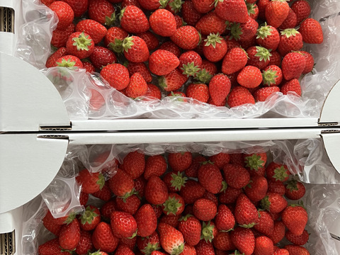 よつぼし☆小粒2kg