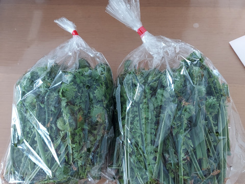 【予約先行受付  10セット➕５セット限定】春待ち山菜　　青こごみ　300 g×２パック