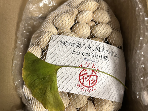 500gのお手軽サイズ!★モッチモチ！【大粒、伝説のスケトシぎんなん】
 (LL以上/500g)