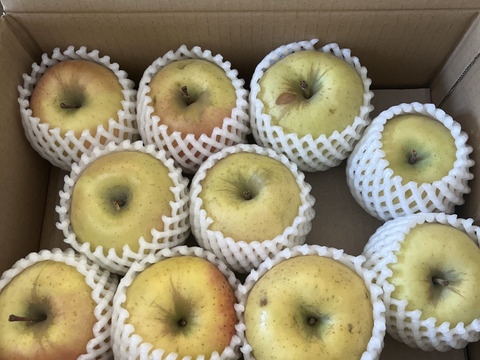 🍏売り尽くし🍏黄色りんご「もったいない」レスキュー便　【規格外品】３Kg　９個から１５個入り