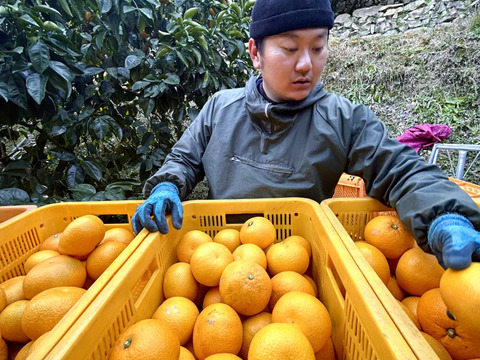 【蔵出し八朔】ハッサク２キロ🍋