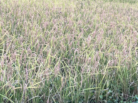 令和6年新米】ササニシキ玄米5kg・天日干し自然栽培：静岡県産のお米
