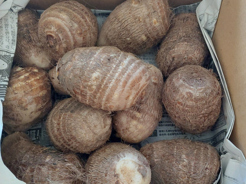 農薬・化学肥料不使用 里芋 サトイモ (土垂) M-Lサイズ混合 (箱込み2kg)
埼玉県認証特別栽培